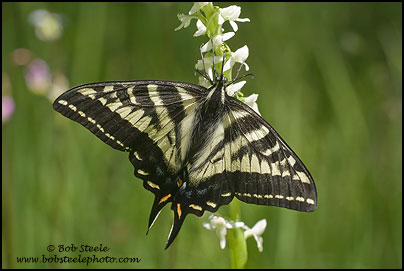 Pale Swallowtail (Papilio eurymedon)