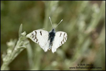 Pearly Marble (Euchloe hyantis)