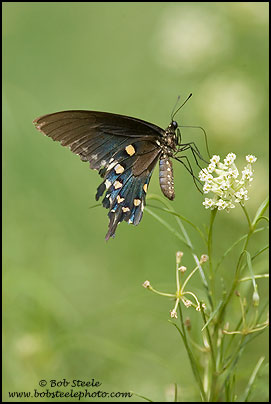 Pipevine Swallowtail (Battus philenor)