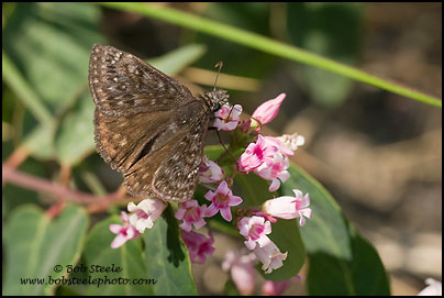Propertius Duskywing (Erynnis propertius)