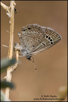 Reakirt's Blue (Hemiargus isola)