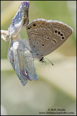 Reakirt's Blue (Hemiargus isola)