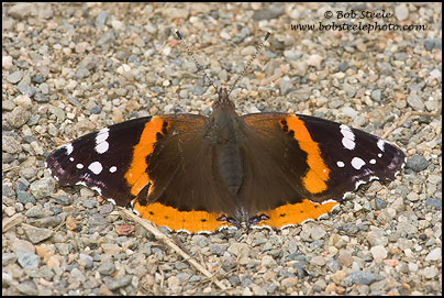 Red Admiral (Vanessa atalanta)