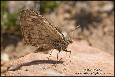 Ridings' Satyr (Neominois ridingsii)