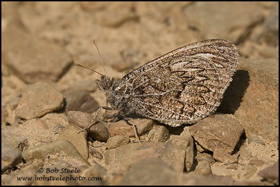 Ridings' Satyr (Neominois ridingsii)