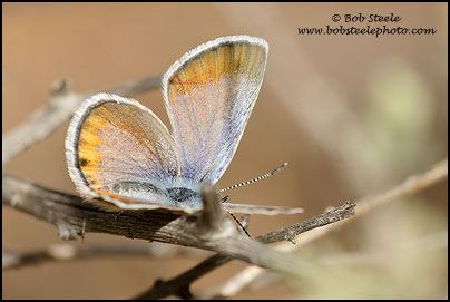 San Emigdio Blue (Plebejus emigdionis)