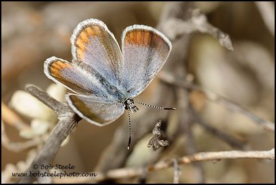 San Emigdio Blue (Plebejus emigdionis)