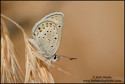 San Emigdio Blue (Plebejus emigdionis)