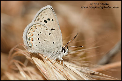 San Emigdio Blue (Plebejus emigdionis)