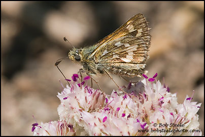 Sandhill Skipper (Polites sabuleti)