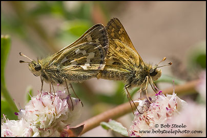 Sandhill Skipper (Polites sabuleti)