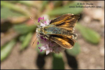 Sandhill Skipper (Polites sabuleti)