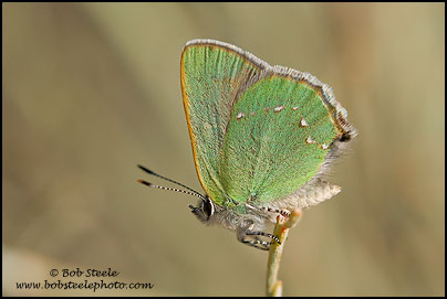 Bramble Hairstreak (Callophrys dumetorum)