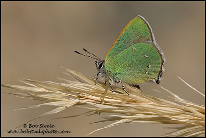 Bramble Hairstreak (Callophrys dumetorum)