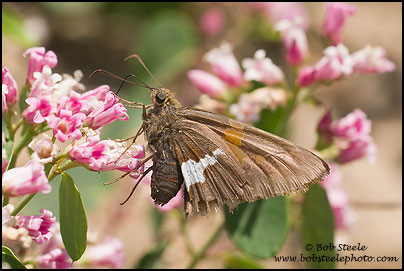 Silver-spotted Skipper (Epargyreus clarus)