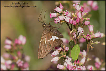 Silver-spotted Skipper (Epargyreus clarus)