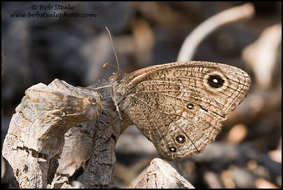 Small Wood-Nymph (Cercyonis oetus)