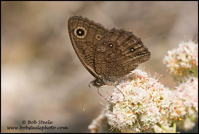 Small Wood-Nymph (Cercyonis oetus)