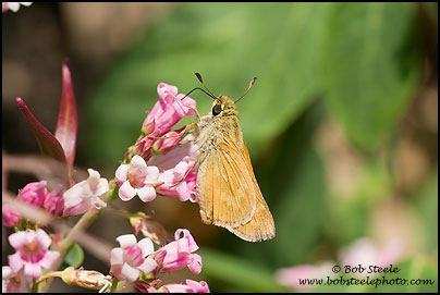 Sonoran Skipper (Polites sonora)
