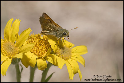 Sonoran Skipper (Polites sonora)