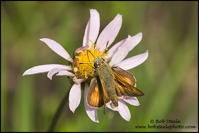 Sonoran Skipper (Polites sonora)