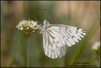 Spring White (Pontia sisymbrii)