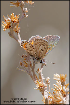 Square-spotted Blue (Euphilotes battoides)