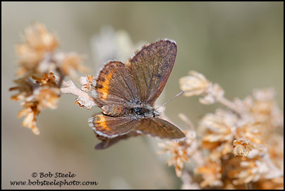 Square-spotted Blue (Euphilotes battoides)