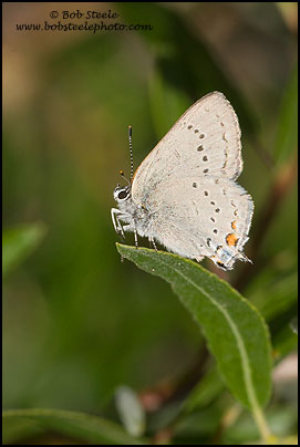 Sylvan Hairstreak (Satyrium sylvinus)