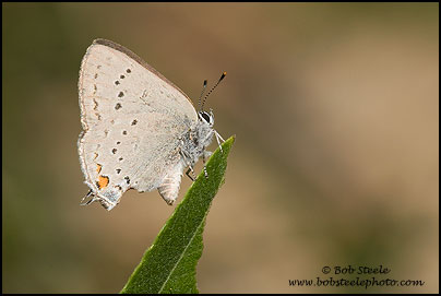 Sylvan Hairstreak (Satyrium sylvinus)