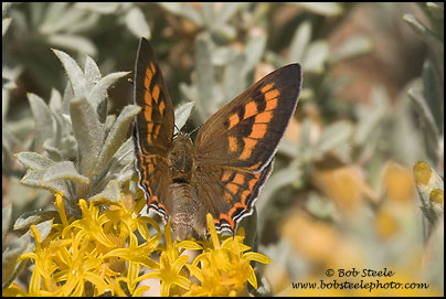 Tailed Copper (Lycaena arota)