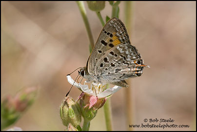Tailed Copper (Lycaena arota)