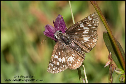 Two-banded Checkered-Skipper (Pyrgus ruralis)