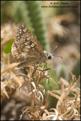 Two-banded Checkered-Skipper (Pyrgus ruralis)