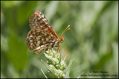 Variable Checkerspot (Euphydryas chalcedona)