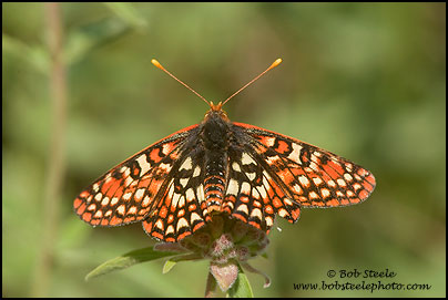 Variable Checkerspot (Euphydryas chalcedona)