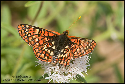 Variable Checkerspot (Euphydryas chalcedona)