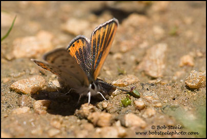 Veined Blue (Plebejus neurona)