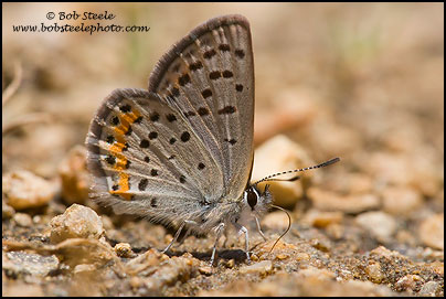 Veined Blue (Plebejus neurona)
