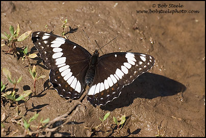 Weidemeyer's Admiral (Limenitis weidemeyerii)