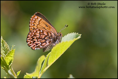Western Pine Elfin (Callophrys eryphon)