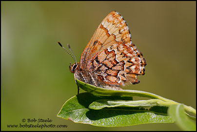 Western Pine Elfin (Callophrys eryphon)
