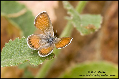 Western Pygmy-Blue (Brephidium exile)