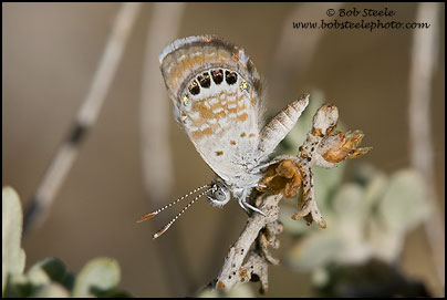 Western Pygmy-Blue (Brephidium exile)