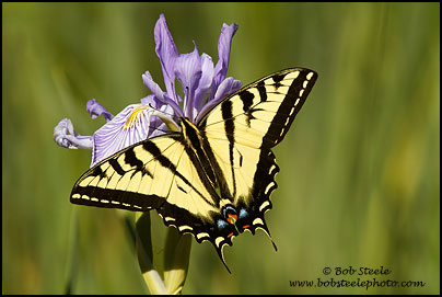 Western Tiger Swallowtail (Papilio rutulus)