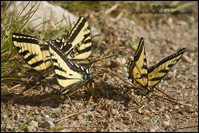Western Tiger Swallowtail (Papilio rutulus)