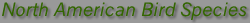 North American Bird Species