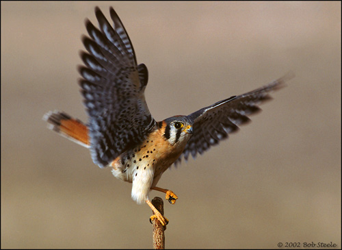 American Kestrel