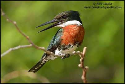 Green Kingfisher (Chloroceryle americana)
