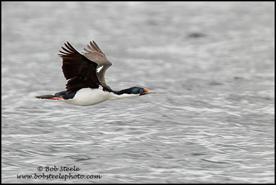 Imperial Cormorant (Phalacrocorax atriceps)